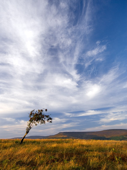 Standing alone on Llangynidr Moors.