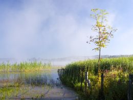 Mist rising,Llangorse Lake.
