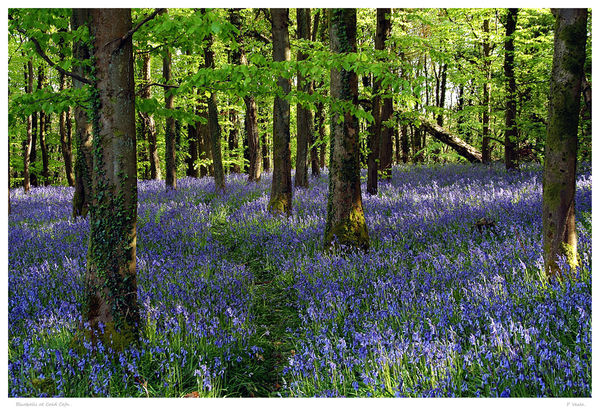 Bluebells at Coed Cefn.