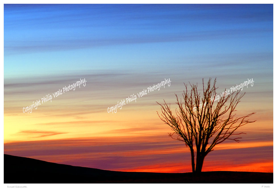 Sunset silhouette.