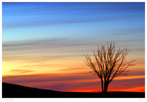 Sunset silhouette.