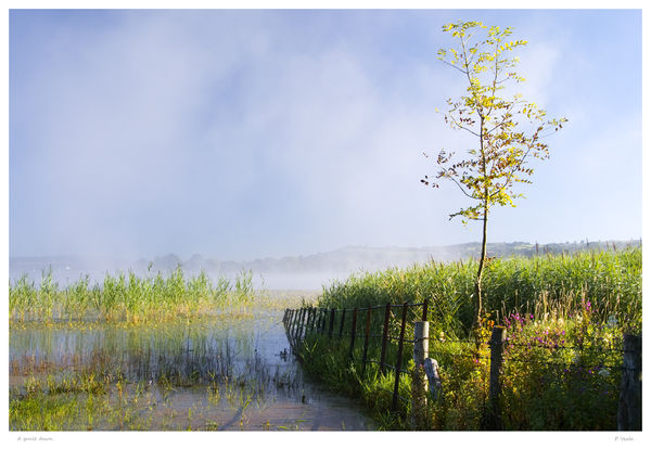 Mist rising,Llangorse Lake.