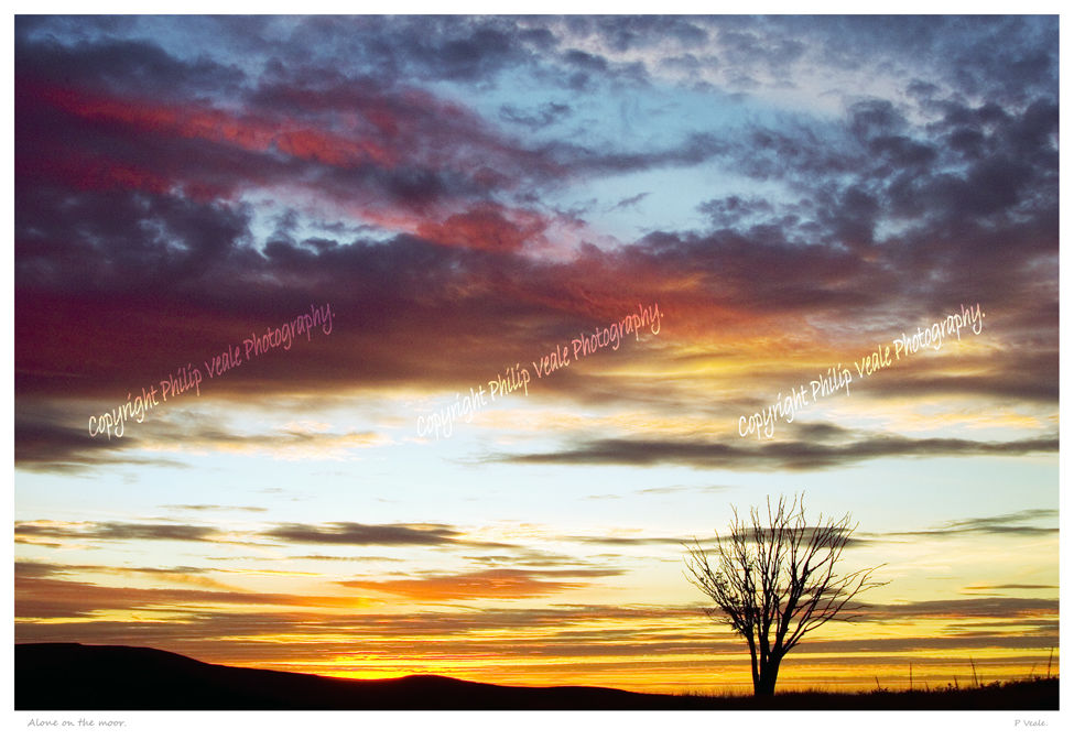 Alone on the moor.