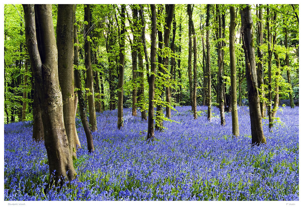 Bluebell Wood.
