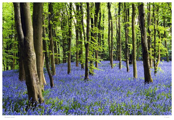 Bluebell Wood.
