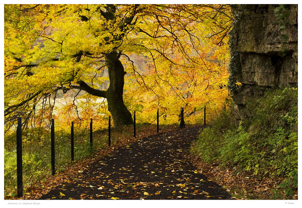 Autumn in Clydach Gorge.