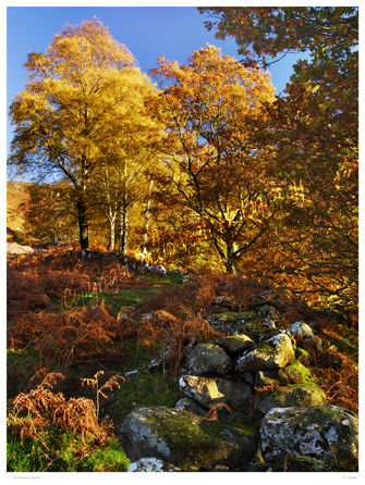 Autumn Gold.