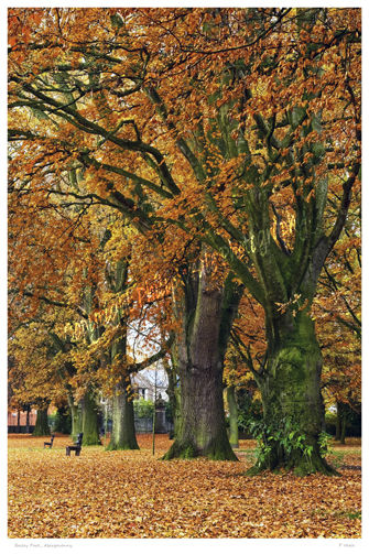 Bailey Park Abergavenny.