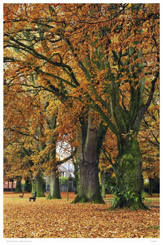Bailey Park Abergavenny.