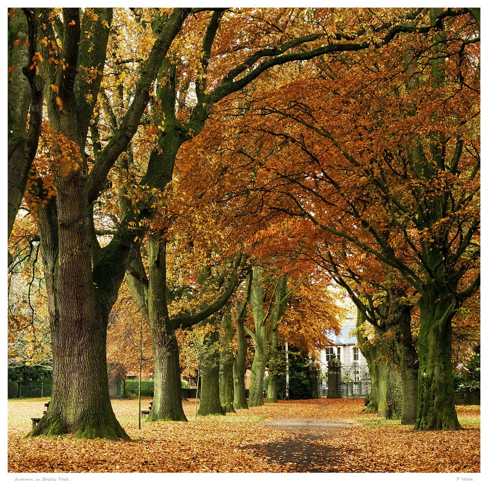 Autumn in Bailey Park.