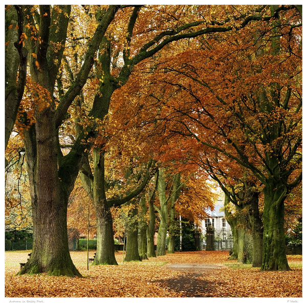 Autumn in Bailey Park.
