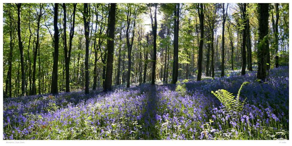 Bluebells, Cefn Coed.
