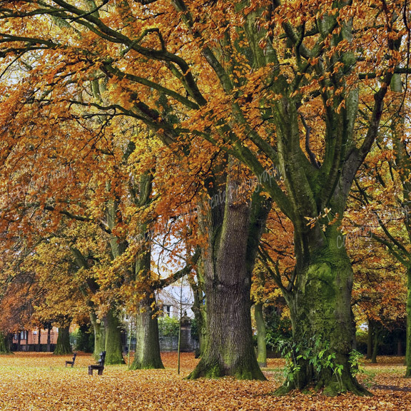Autumn, Bailey Park Abergavenny. Limited Edition of 100.