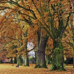 Autumn, Bailey Park Abergavenny. Limited Edition of 100.