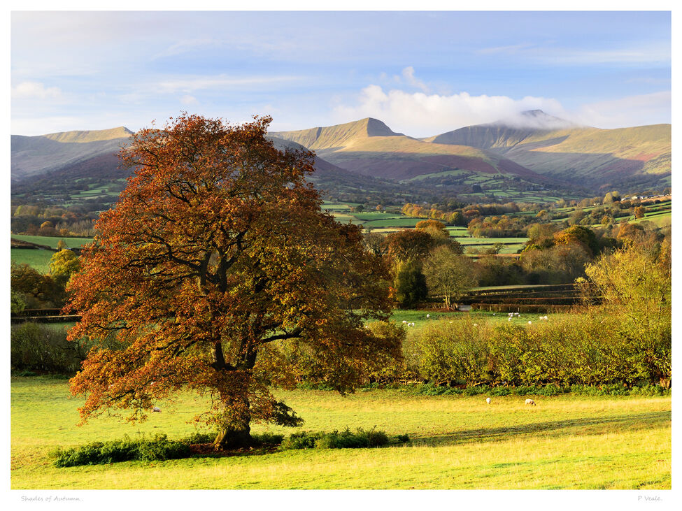 Shades of Autumn.