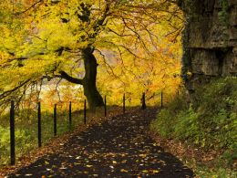 The Old Railway,Clydach Gorge.