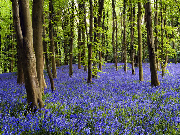 Coed Cefn Bluebell Wood.