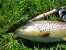 Parsonage trout