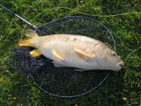 My first carp on a fly