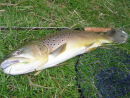 Mayfly trout