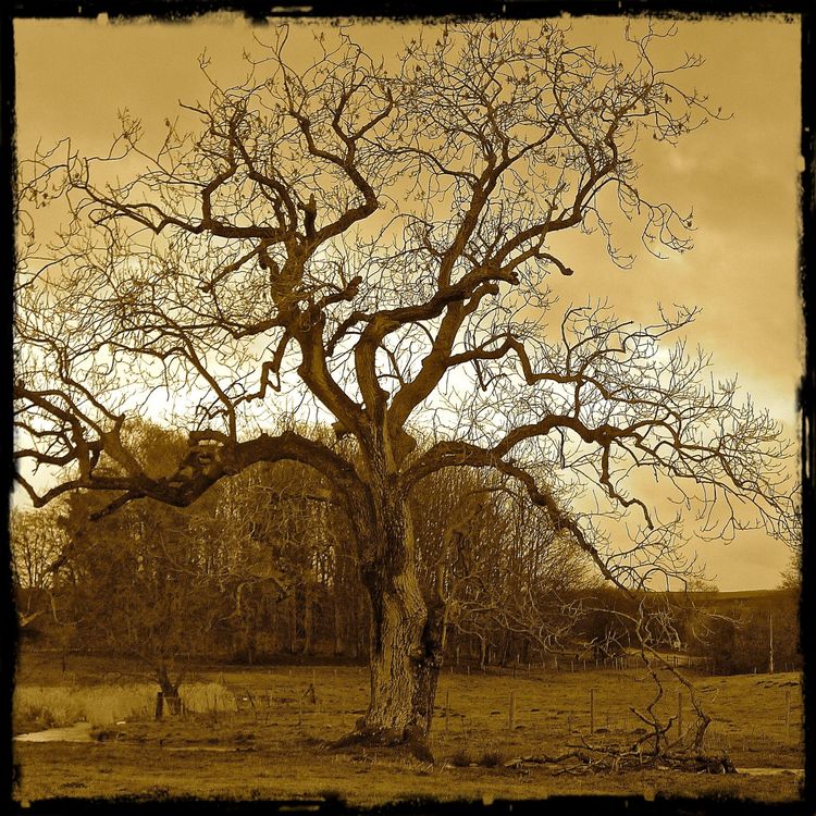 Tree 1. Limited Edition Printed Tile £14.99