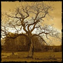Tree 1. Limited Edition Printed Tile £14.99