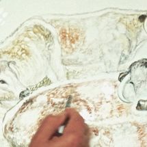 Hand Painted Longhorn Cattle on Fine Bone China Bowl