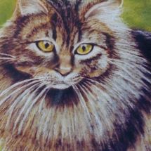 Portraits of Cats