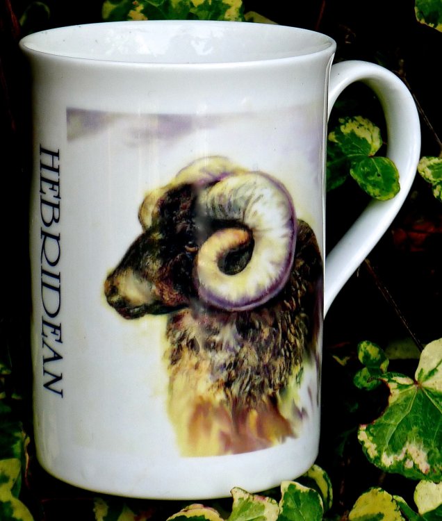 Printed Mug of a Hebridean Ram Mug