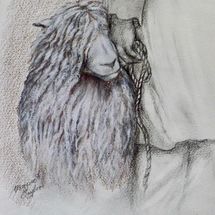 Drawing of Longwool Sheep