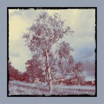 Tree 2. Limited Edition Printed Tile £14.99