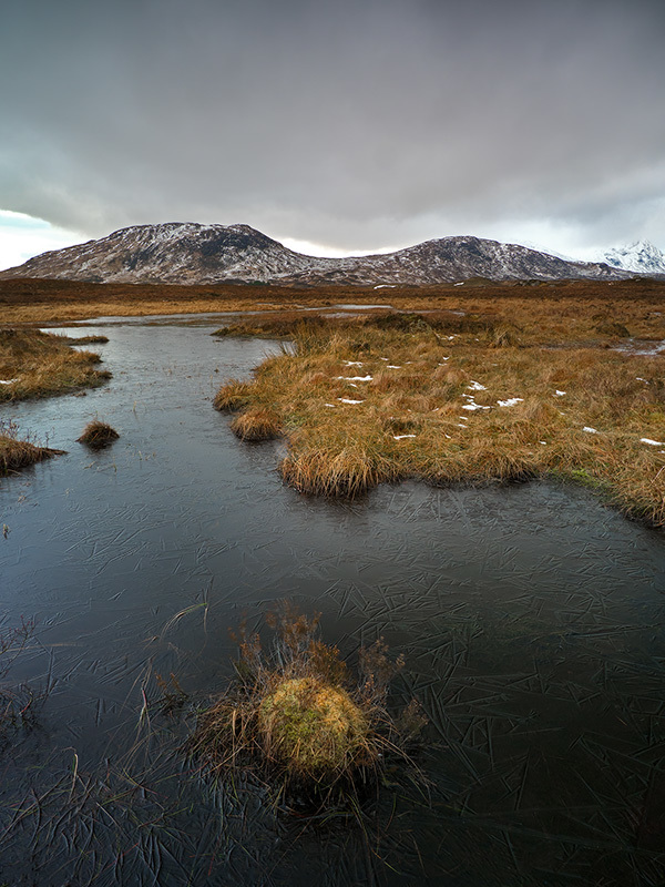 Rannoch Moor Winter Grass II