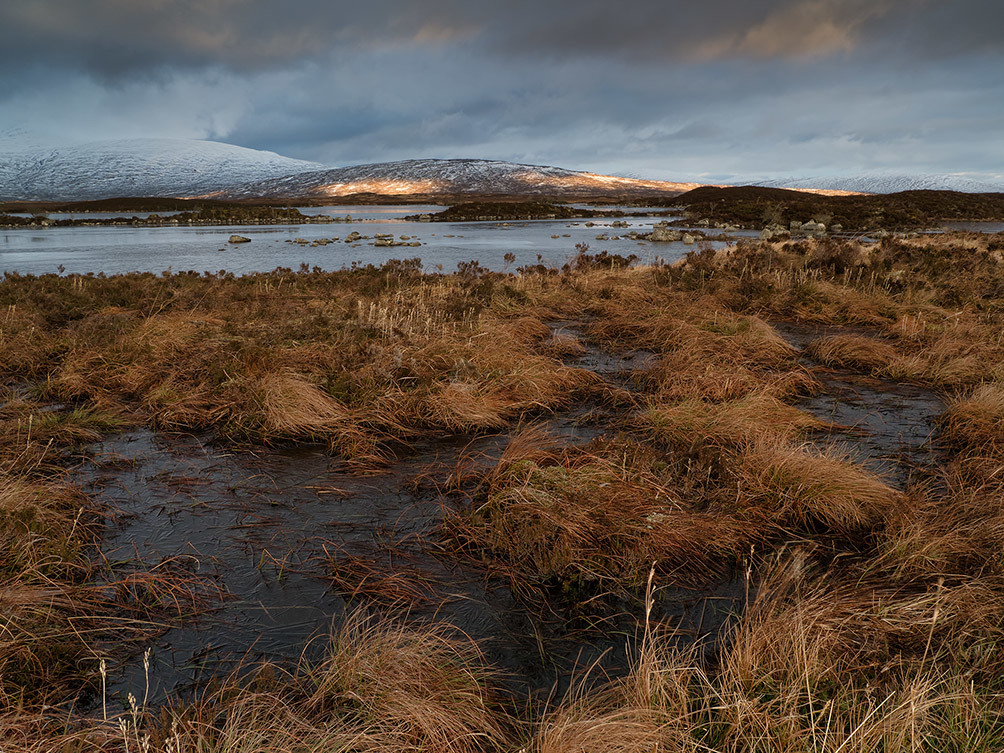 Rannoch Moor Winter Grass III