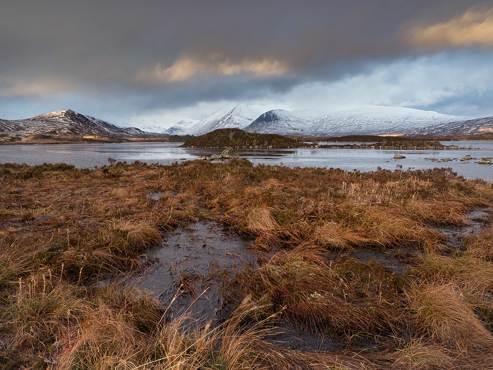 Rannoch Moor Winter Grass VI