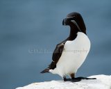 Razorbill.Saltee Islands.