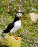 Puffin 001.Saltee Islands
