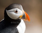 Puffin 002.Saltee Islands