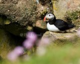 Puffin 003.Saltee Islands