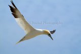Gannet 001Saltee Islands