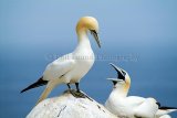 Gannets 002.Saltee Islands