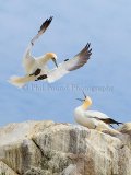 Gannets 003Saltee Islands