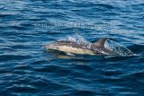 Dolphin 3934