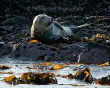 Seal 6043