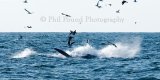 Fin Whale 6208
