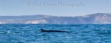 Fin Whale 6253