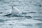 Fin Whale 6733