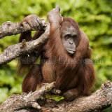 Orang-utan 0877