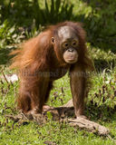 Orang-utan 0886