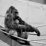 Gorilla 0917