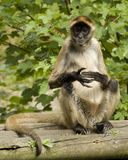 Spider Monkey 0921